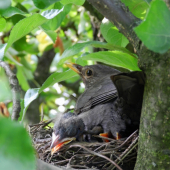 Smutný konec hnízdění