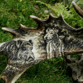 Úspěšná dohledávka