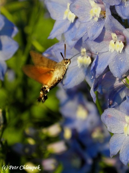 Dlouhozobka svízelová (1)