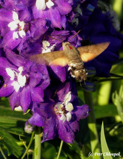 Dlouhozobka svízelová (2)