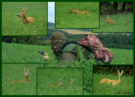 Srnčí říje 2013