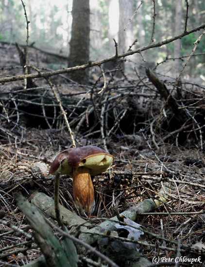 Paprsek sluníčka ho prozradil