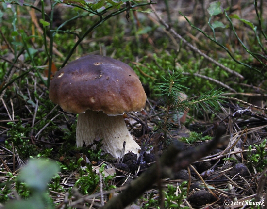 V mechovém království