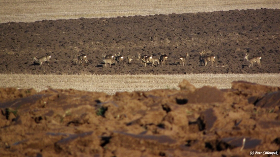 Tlupa srnčího na oraništi