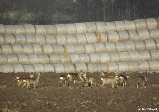 Srnčí na oraništi (1)