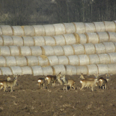 Srnčí na oraništi (1)