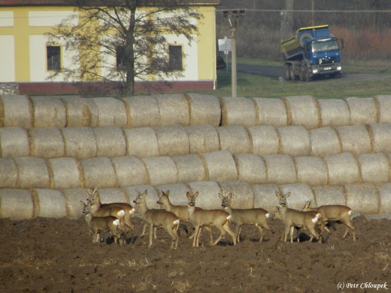 Srnčí na oraništi (2)