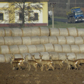 Srnčí na oraništi (2)