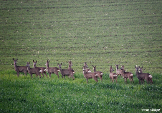 Poslední ohlédnutí