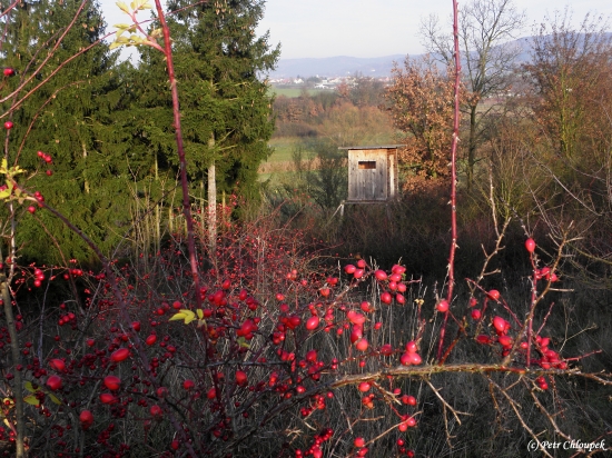 Barevná paleta podzimu