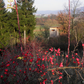 Barevná paleta podzimu
