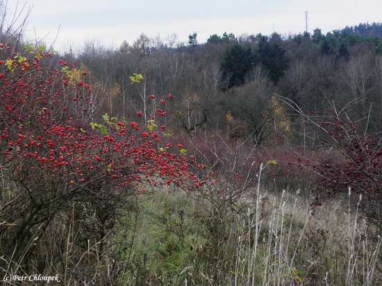 Ještě se najdou místa, kde to hraje všemi barvami