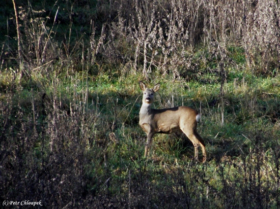 Ozářený sluníčkem