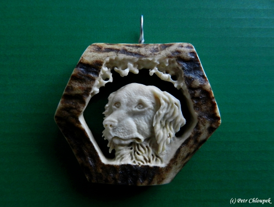 Dar (malý münsterlandský ohař)