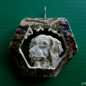 Dar (malý münsterlandský ohař)