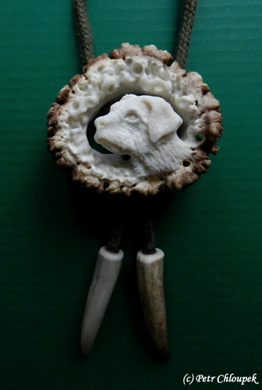 Ginny (border teriér)