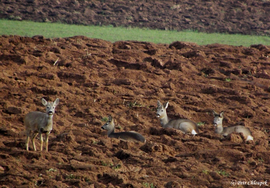 Už nám rostou parůžky