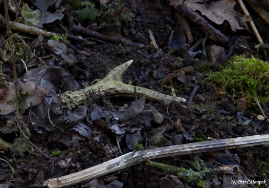 Opožděný vánoční dárek :)