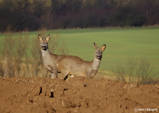 Srna s mladým srnečkem