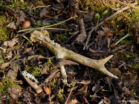 Dnešní radost!! ;)