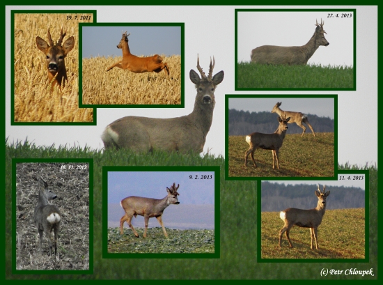 Vzpomínka na srnce 2011 - 2013