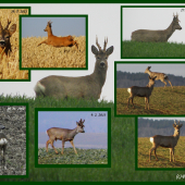 Vzpomínka na srnce 2011 - 2013