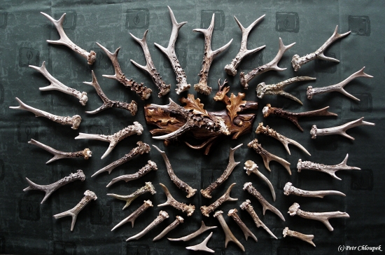 Moje sbírka srnčích shozů (2006 - 2014)