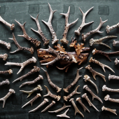 Moje sbírka srnčích shozů (2006 - 2014)