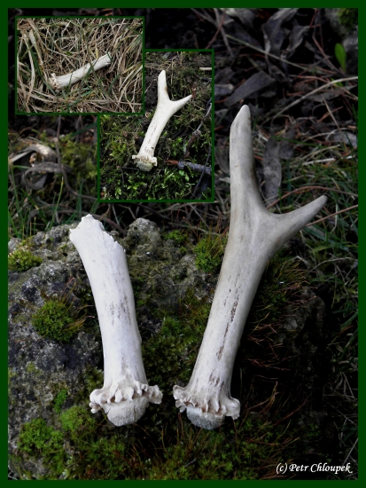 Párové shozy mladého vidláčka