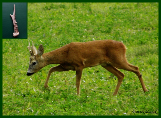 Srnec a jeho pravý shoz