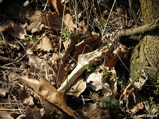 Myška ho našla dříve