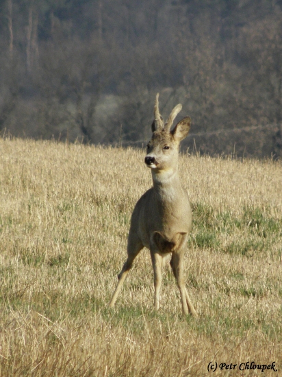 Když musíš tak musíš!!