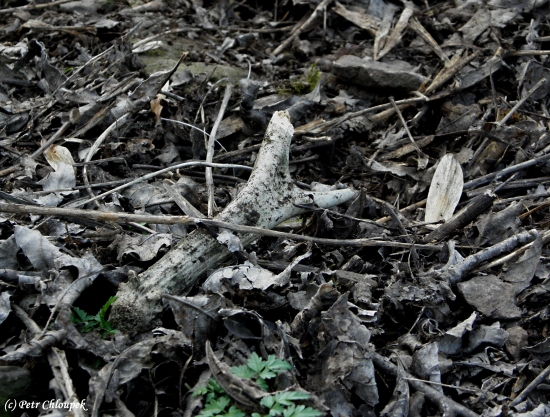 Čas se na něm podepsal