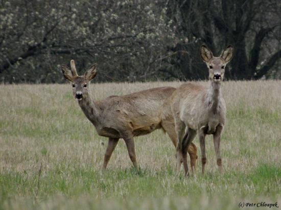 Jednorožec se srnou