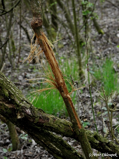 Vytloukání parůžků