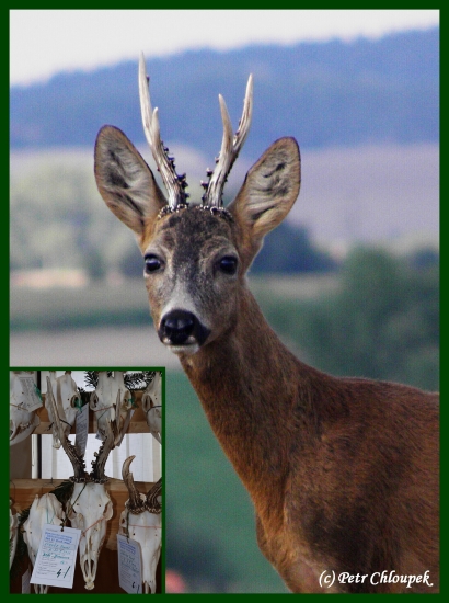 Letos ho už nevyfotím