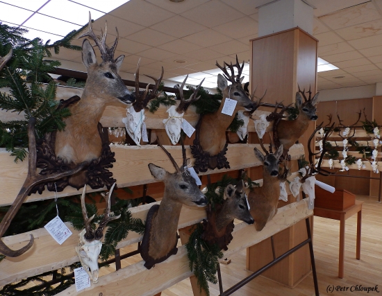 Nejsilnější srnci