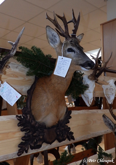 Nejlepší raritní srnec