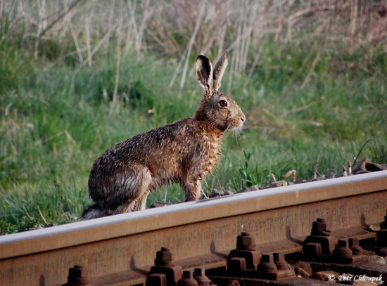U železniční tratě