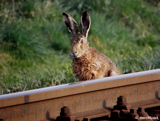 Kdy už konečně pojede?