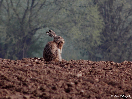 Ach ten bolavý zub!!