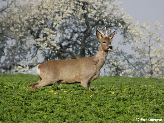 Ždímající špičák