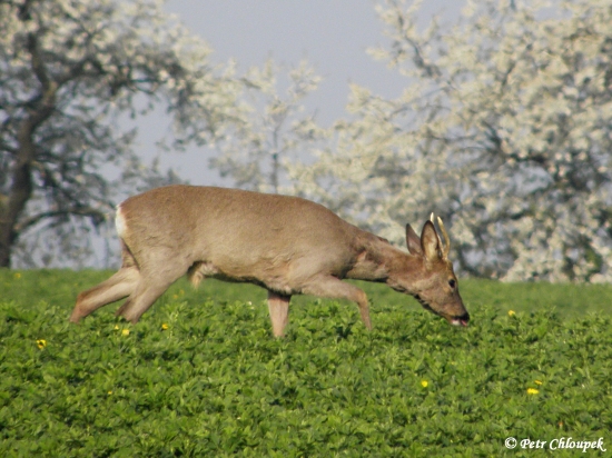 Špičák na pastvě