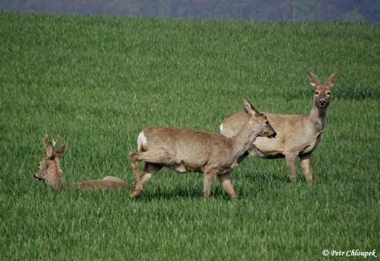 Zalehlý srnec a srny na stráži