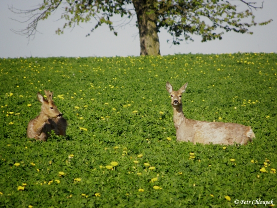 Mezi žlutými sluníčky