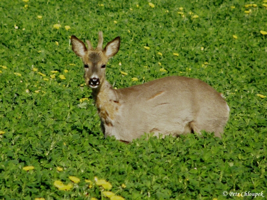 Tak si mě tedy vyfoť