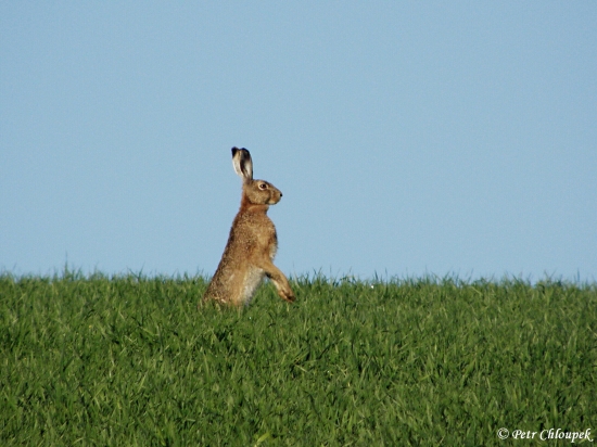 Panáčkující zajíc