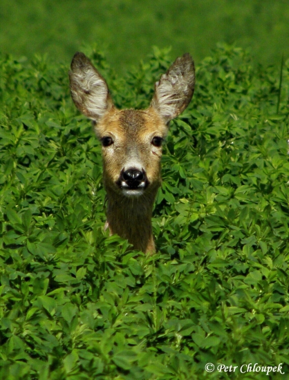 Přímý pohled z očí do světel