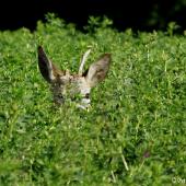 S ulomeným parůžkem