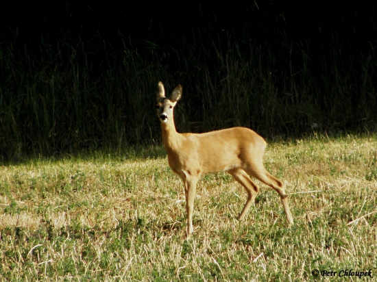 Po vyfocení mi pěkně vynadala ;)